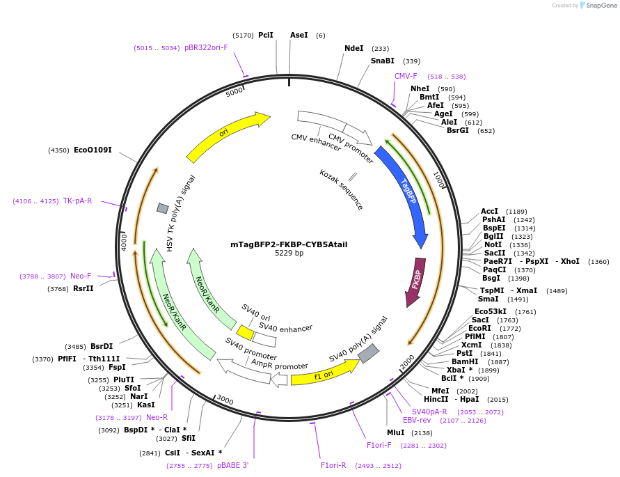 108141-plasmid-map-sequence-id-207851
