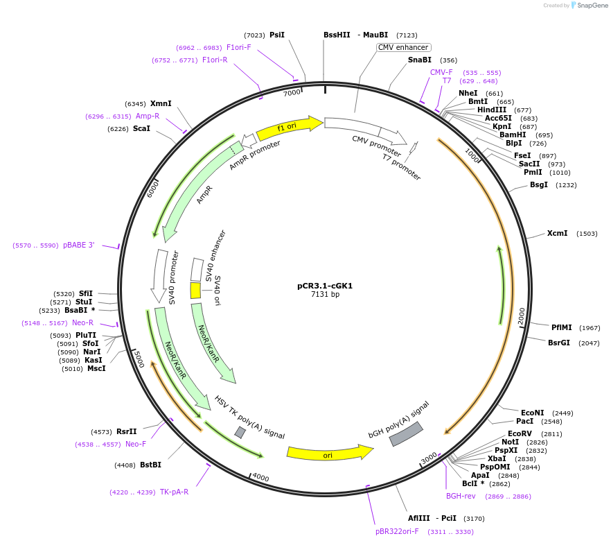 106452-plasmid-map-sequence-id-207852