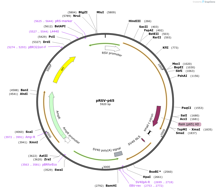 106453-plasmid-map-sequence-id-207853