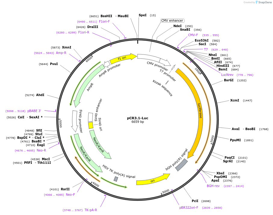 106457-plasmid-map-sequence-id-207855
