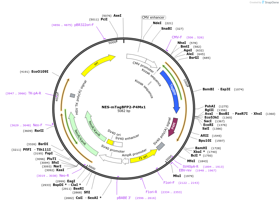 108142-plasmid-map-sequence-id-207857