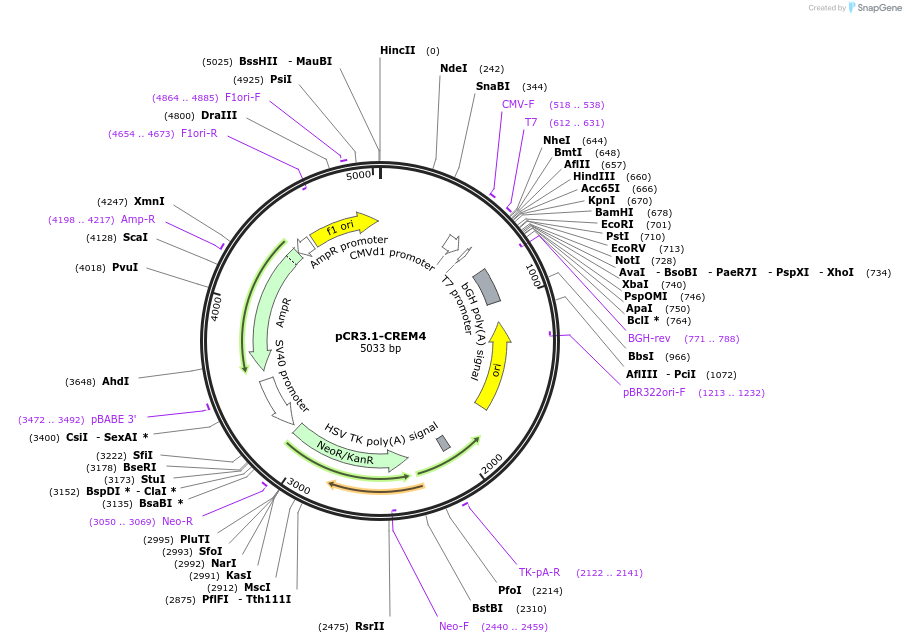 106459-plasmid-map-sequence-id-207858