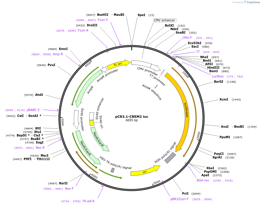 106460-plasmid-map-sequence-id-207859