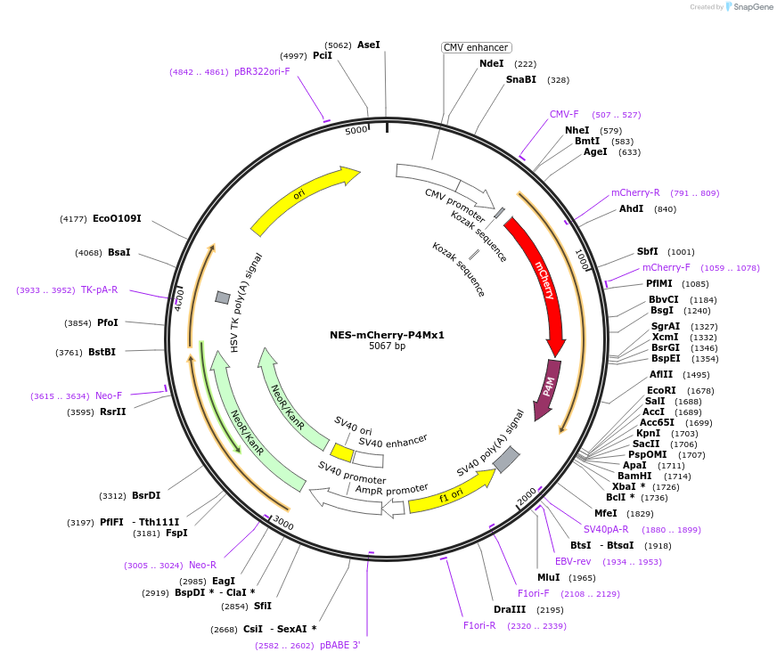 108143-plasmid-map-sequence-id-207862