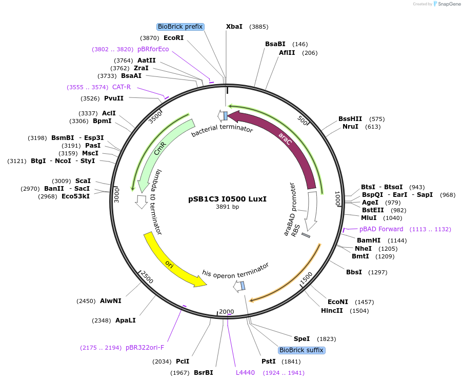 107965-plasmid-map-sequence-id-207863