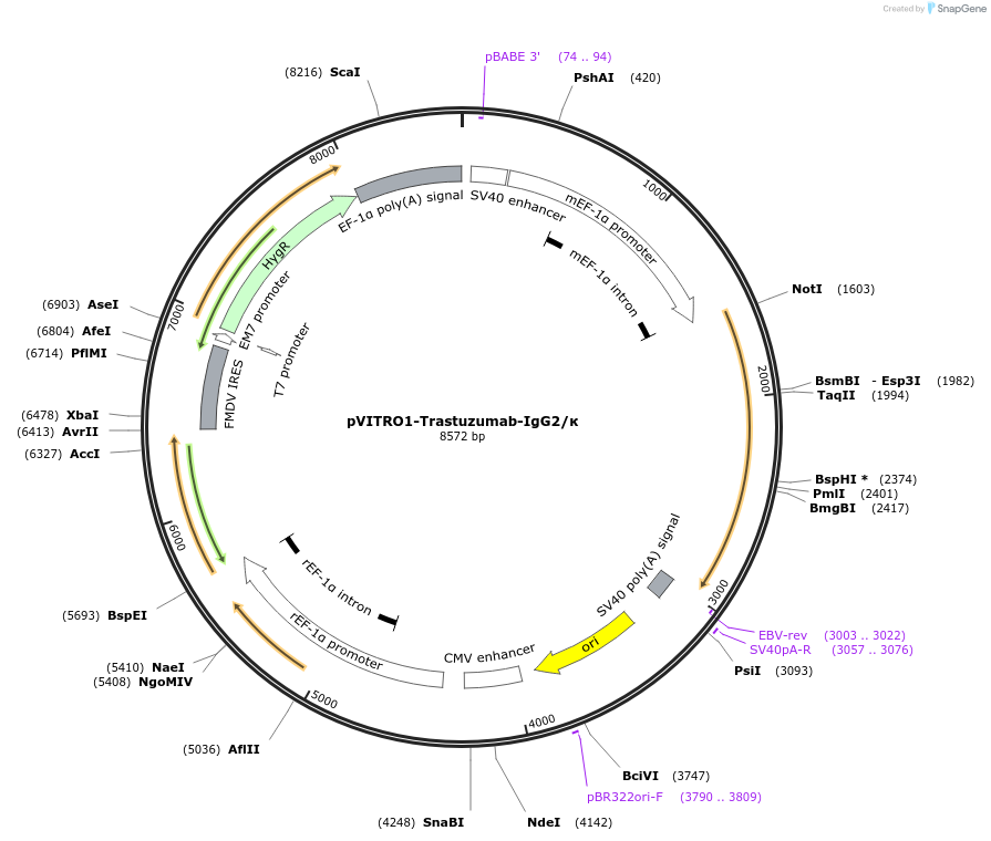 61884-plasmid-map-sequence-id-207869