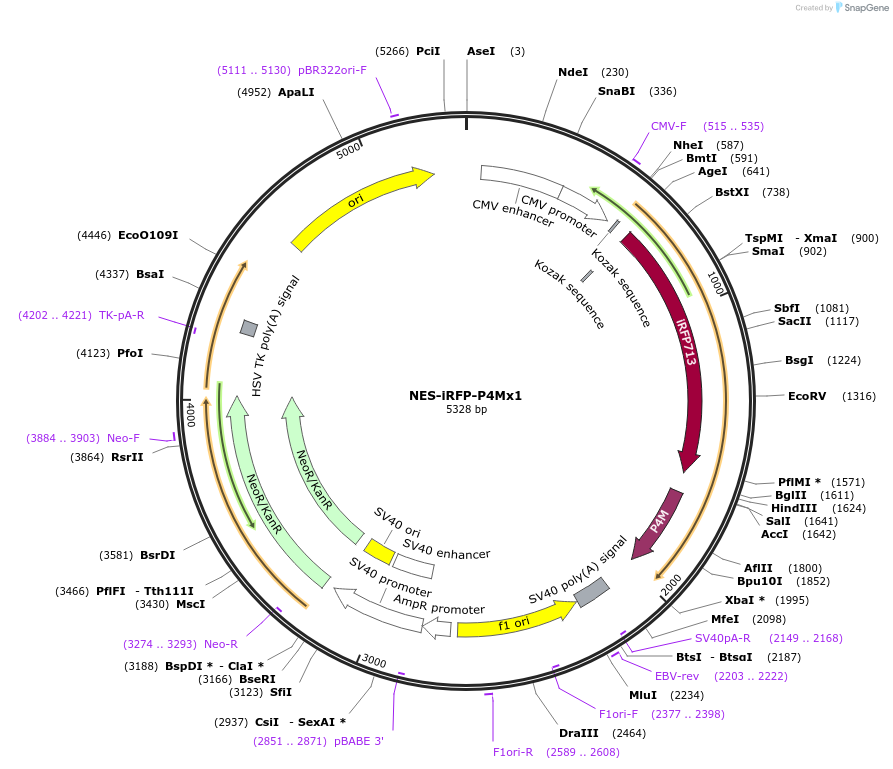 108144-plasmid-map-sequence-id-207870