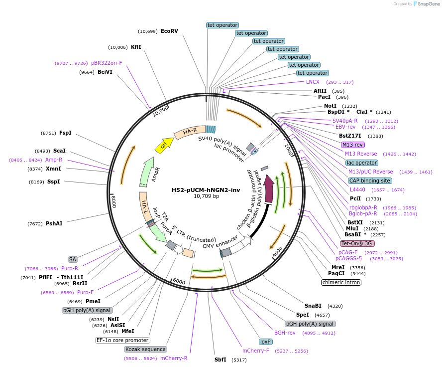 110492-plasmid-map-sequence-id-207872