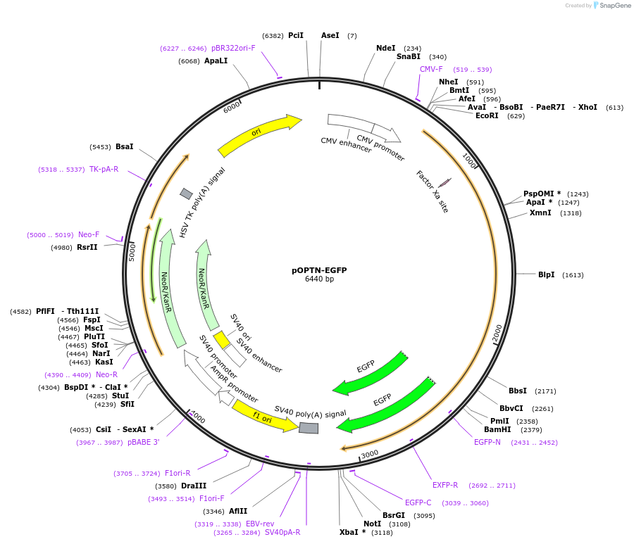 27052-plasmid-map-sequence-id-207874