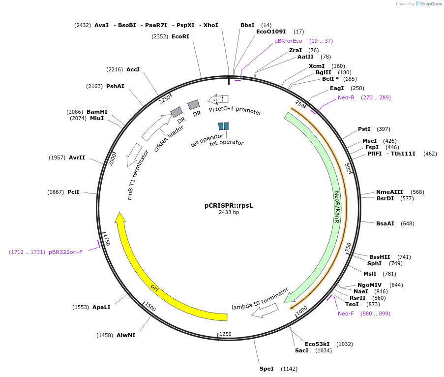 44505-plasmid-map-sequence-id-207875