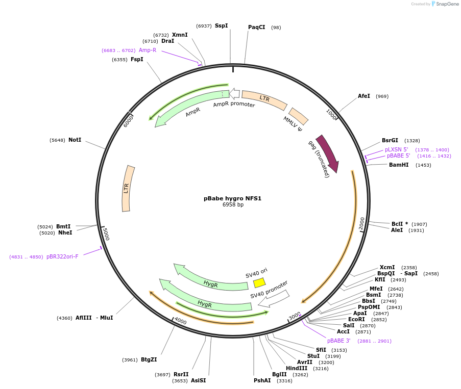 102977-plasmid-map-sequence-id-207881