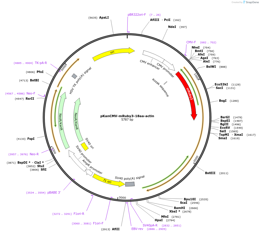 74255-plasmid-map-sequence-id-207886