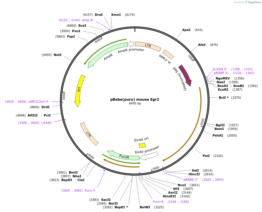 108097-plasmid-map-sequence-id-207890
