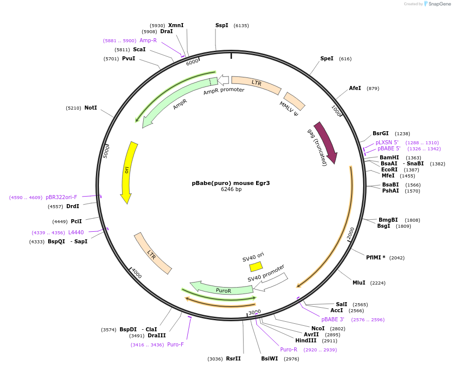 108102-plasmid-map-sequence-id-207892