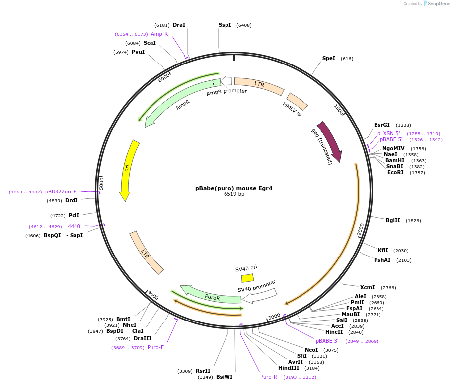 108105-plasmid-map-sequence-id-207895