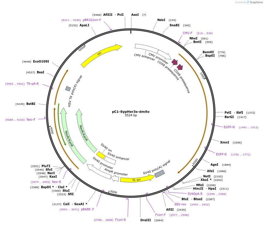 108119-plasmid-map-sequence-id-207897