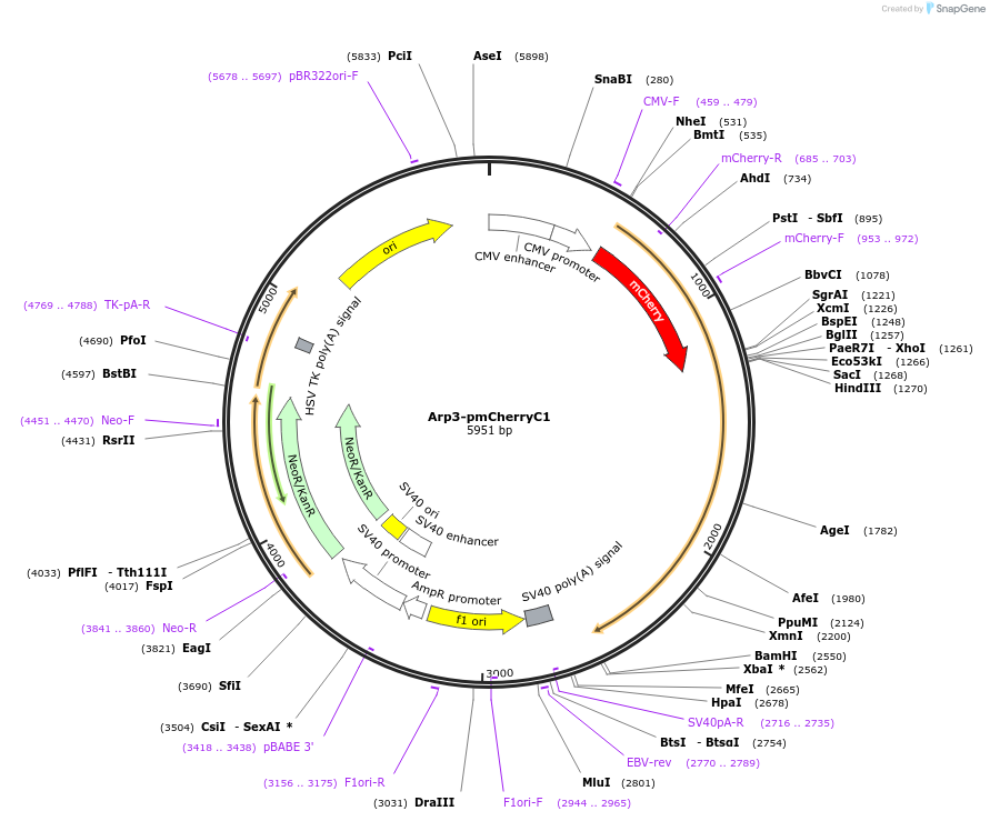 27682-plasmid-map-sequence-id-207900