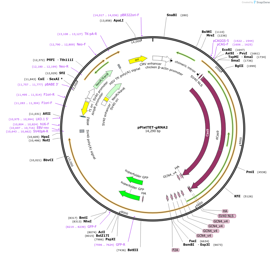 82559-plasmid-map-sequence-id-207901