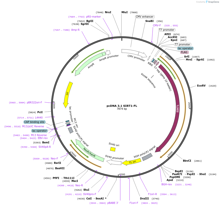 105670-plasmid-map-sequence-id-207902