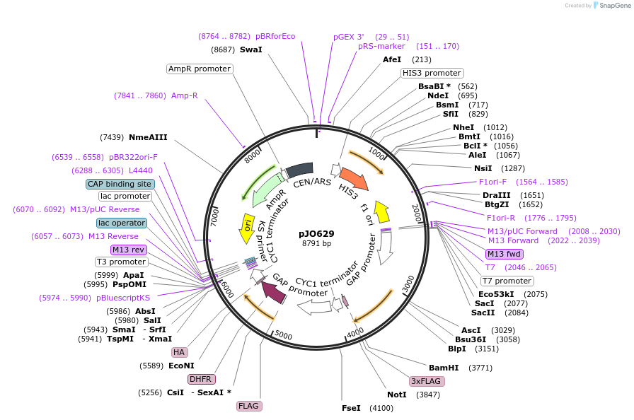104342-plasmid-map-sequence-id-207903