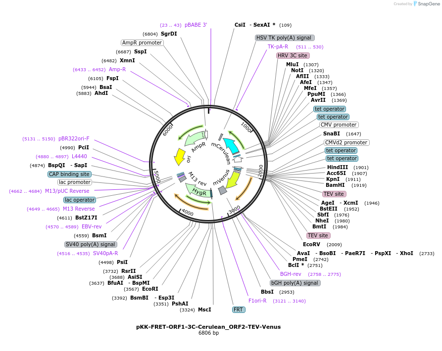 105805-plasmid-map-sequence-id-207906