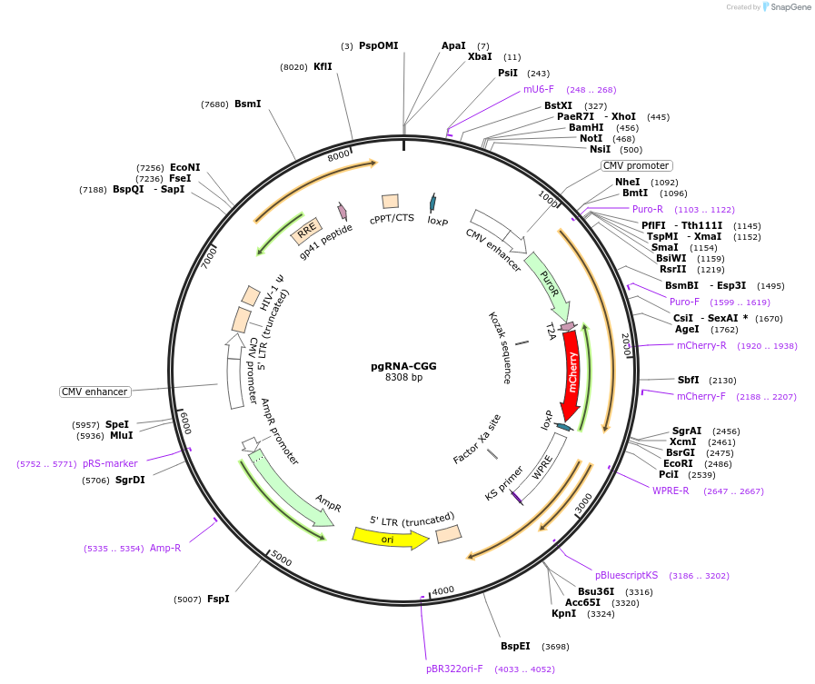 108248-plasmid-map-sequence-id-207914
