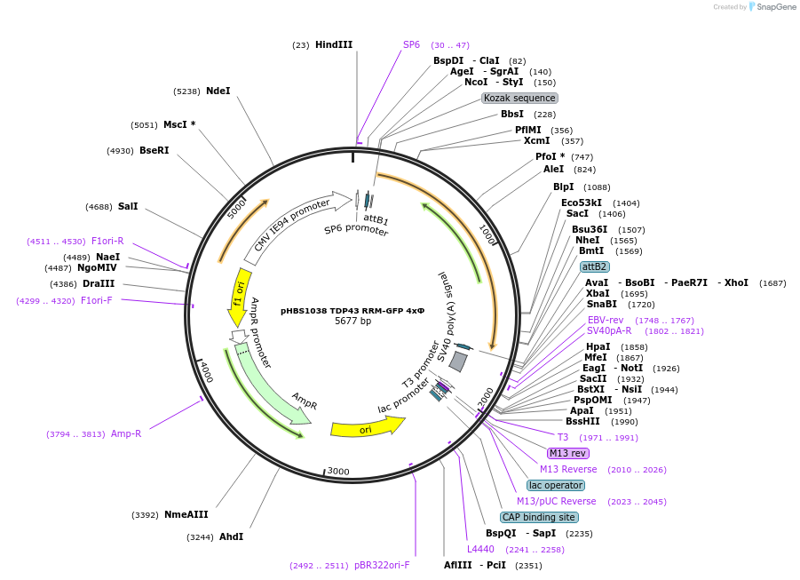 107805-plasmid-map-sequence-id-207917