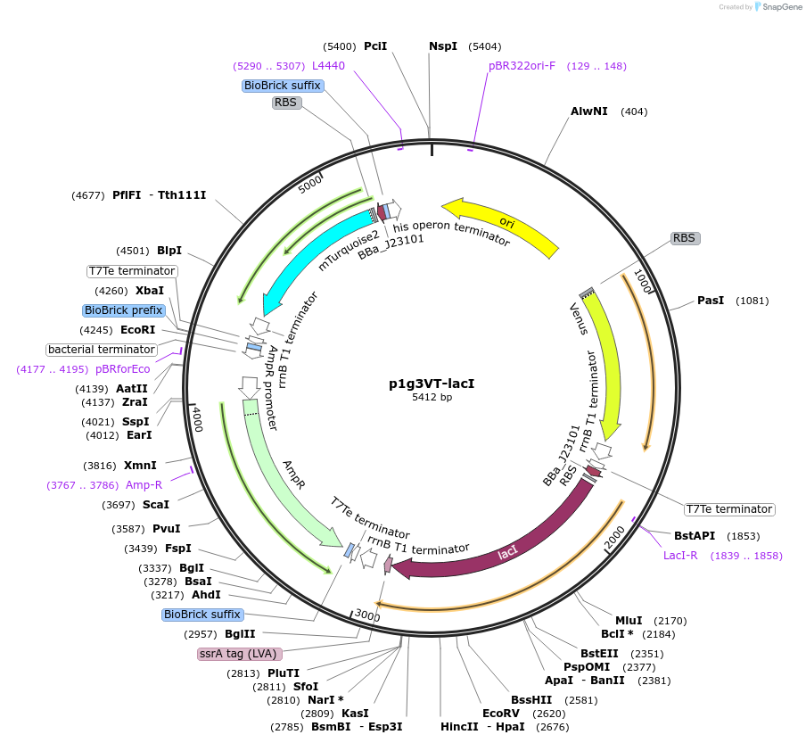 107947-plasmid-map-sequence-id-207936