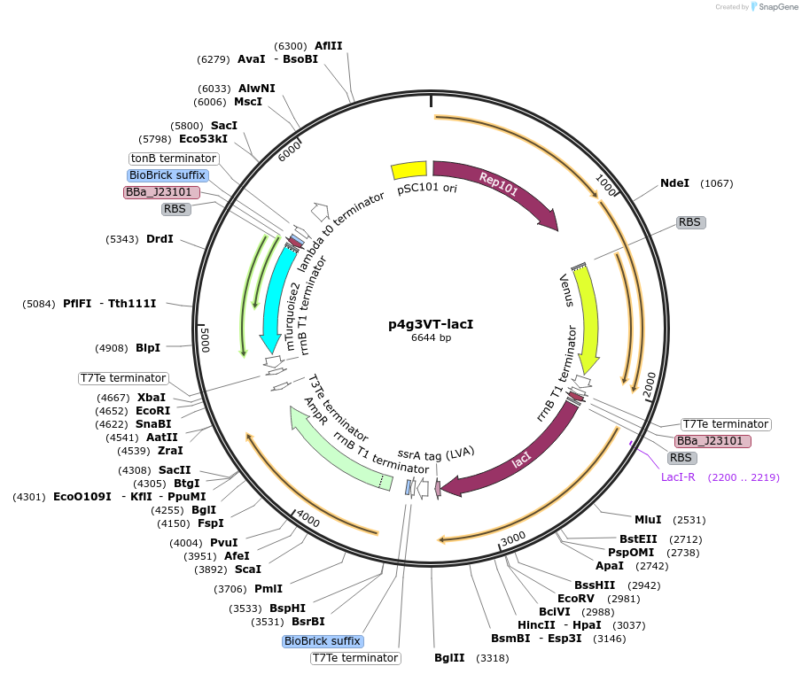 107948-plasmid-map-sequence-id-207937