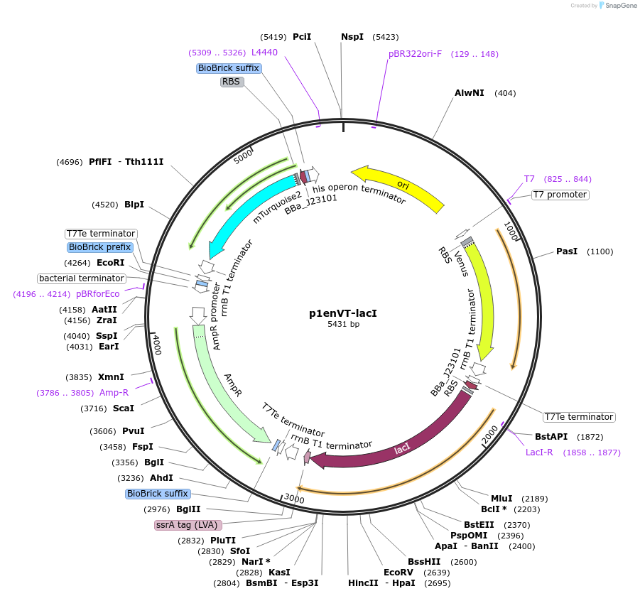 107949-plasmid-map-sequence-id-207938