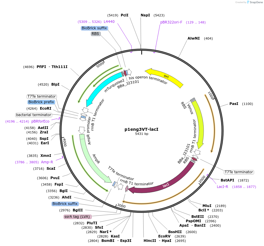 107951-plasmid-map-sequence-id-207939
