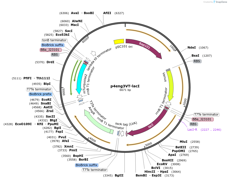 107952-plasmid-map-sequence-id-207942
