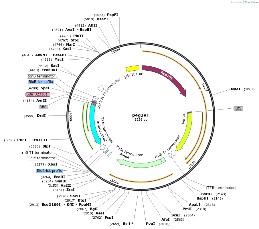 107953-plasmid-map-sequence-id-207945
