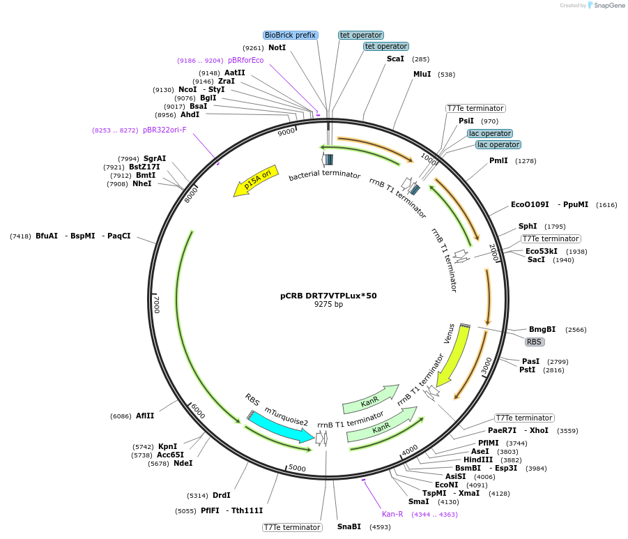 107964-plasmid-map-sequence-id-207978
