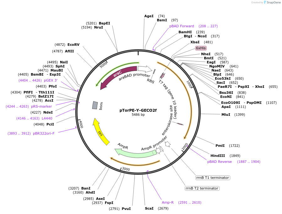 105065-plasmid-map-sequence-id-207980