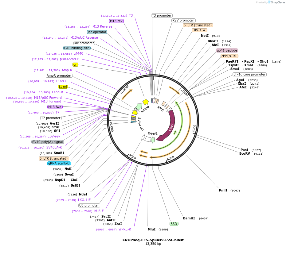 106477-plasmid-map-sequence-id-207983