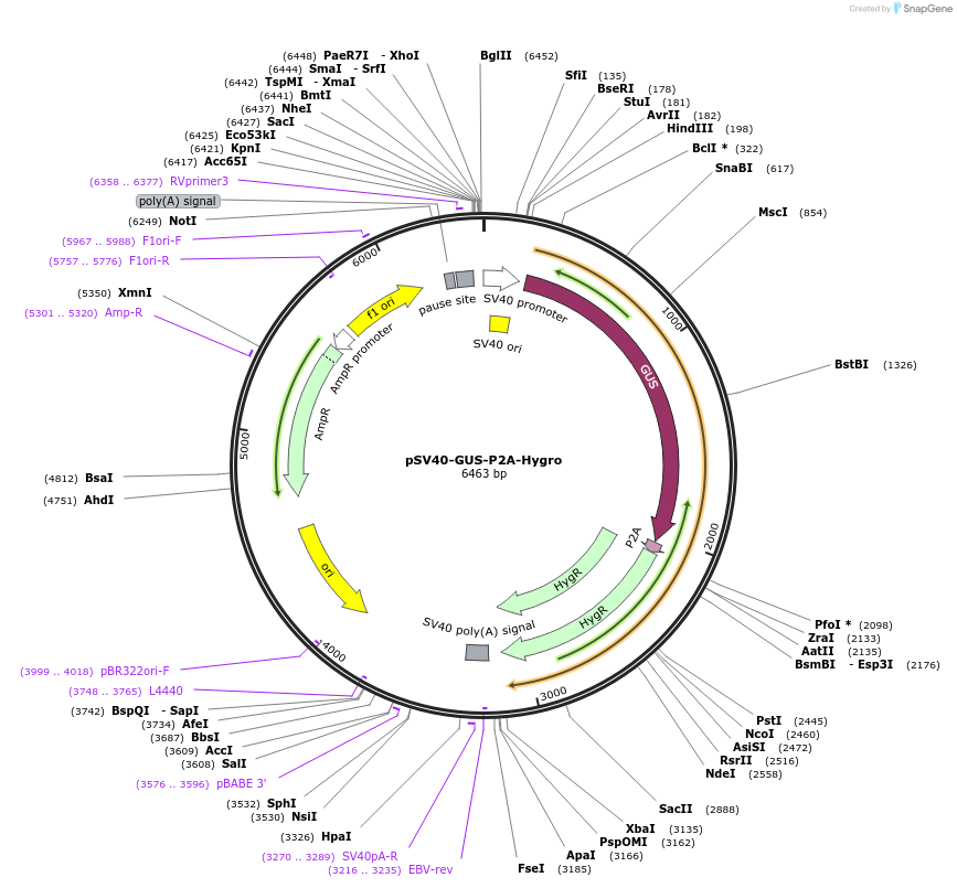 106480-plasmid-map-sequence-id-207984