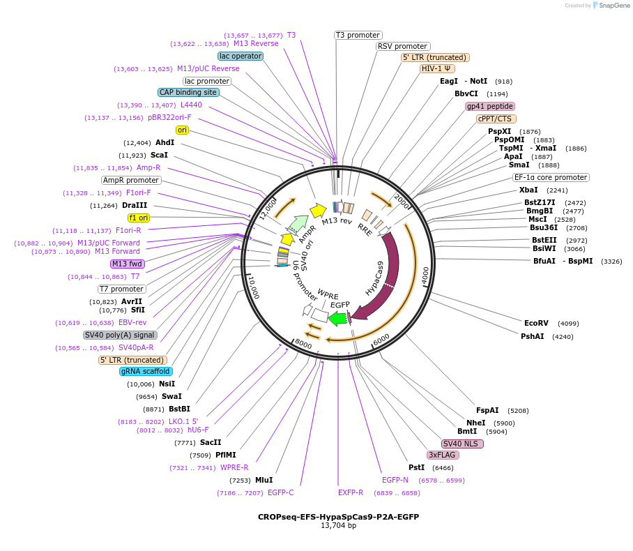 106964-plasmid-map-sequence-id-207987