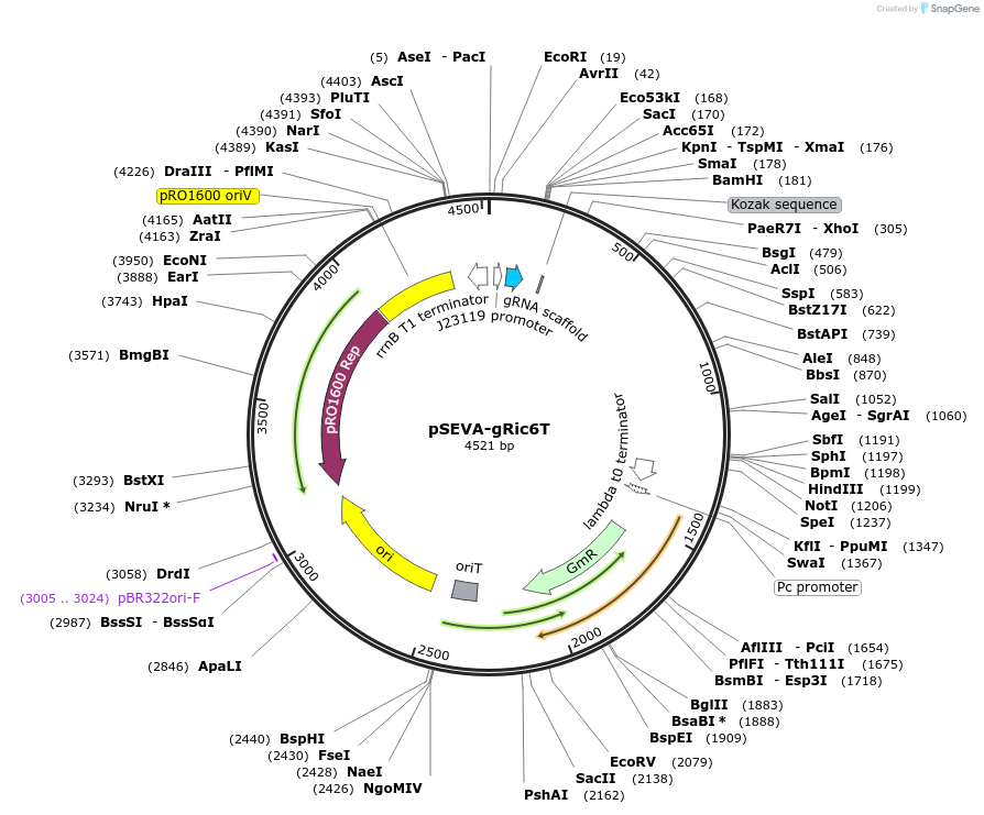 106401-plasmid-map-sequence-id-207989
