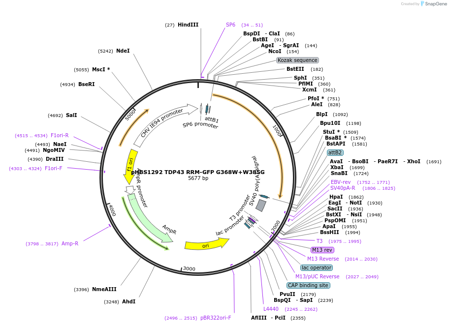 107838-plasmid-map-sequence-id-207993