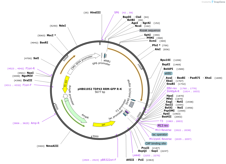 107856-plasmid-map-sequence-id-207994