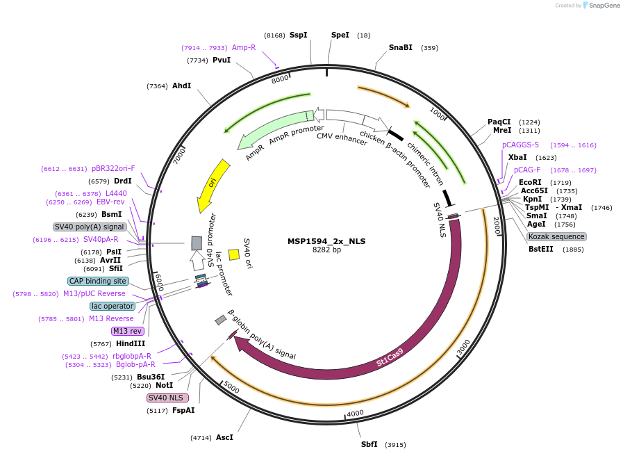 110625-plasmid-map-sequence-id-208000
