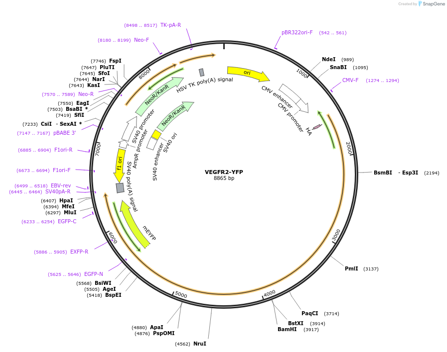 108853-plasmid-map-sequence-id-208009