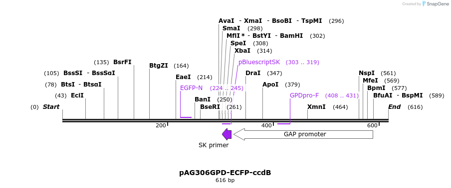 20801_map