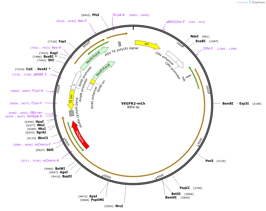 108854-plasmid-map-sequence-id-208010