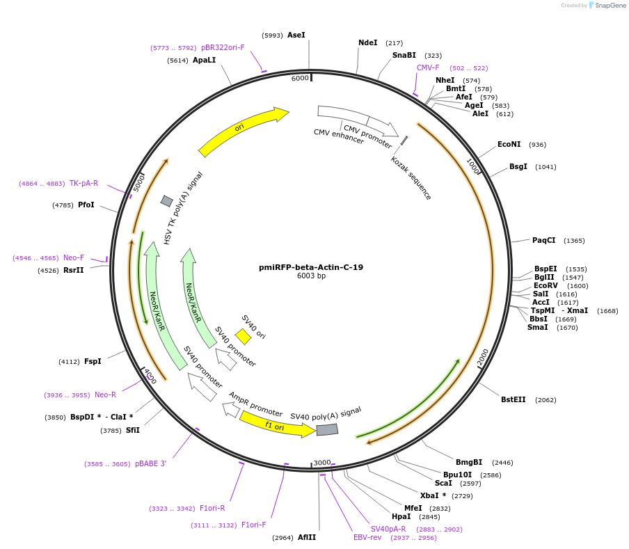 108412-plasmid-map-sequence-id-208014