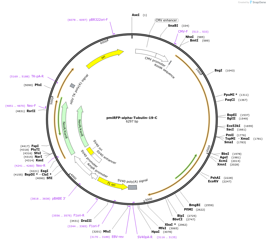 108413-plasmid-map-sequence-id-208015