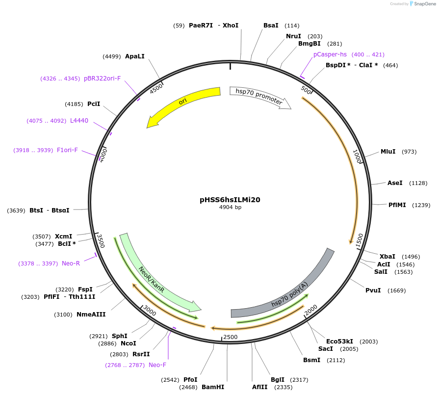 102536-plasmid-map-sequence-id-208062