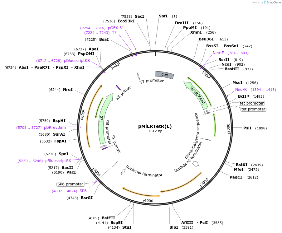 102537-plasmid-map-sequence-id-208070