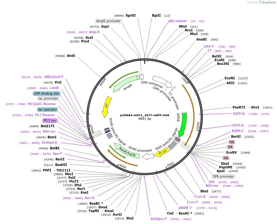108390-plasmid-map-sequence-id-208084